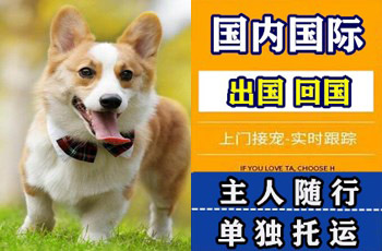 咸宁市宠物托运公司咸宁市宠物托运公司咸宁市宠物托运公司